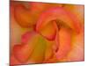 Rose Bloom, Woodland Park Zoo, Rose Garden, Seattle, Washington, USA-Darrell Gulin-Mounted Photographic Print