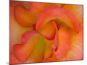 Rose Bloom, Woodland Park Zoo, Rose Garden, Seattle, Washington, USA-Darrell Gulin-Mounted Photographic Print