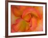 Rose Bloom, Woodland Park Zoo, Rose Garden, Seattle, Washington, USA-Darrell Gulin-Framed Photographic Print