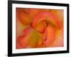 Rose Bloom, Woodland Park Zoo, Rose Garden, Seattle, Washington, USA-Darrell Gulin-Framed Photographic Print