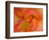 Rose Bloom, Woodland Park Zoo, Rose Garden, Seattle, Washington, USA-Darrell Gulin-Framed Photographic Print