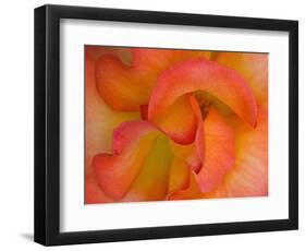 Rose Bloom, Woodland Park Zoo, Rose Garden, Seattle, Washington, USA-Darrell Gulin-Framed Photographic Print