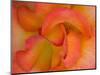 Rose Bloom, Woodland Park Zoo, Rose Garden, Seattle, Washington, USA-Darrell Gulin-Mounted Photographic Print