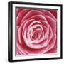 Rose Bloom-Ella Lancaster-Framed Giclee Print