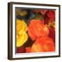 Rose Blooms-Dan Meneely-Framed Art Print