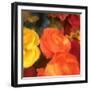 Rose Blooms-Dan Meneely-Framed Art Print