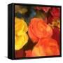 Rose Blooms-Dan Meneely-Framed Stretched Canvas