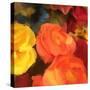 Rose Blooms-Dan Meneely-Stretched Canvas
