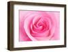 Rose Blossom, Pink, Close Up-Herbert Kehrer-Framed Photographic Print