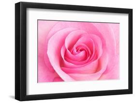 Rose Blossom, Pink, Close Up-Herbert Kehrer-Framed Photographic Print