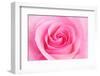 Rose Blossom, Pink, Close Up-Herbert Kehrer-Framed Photographic Print