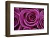 Rose Blossom, Rose-Sweet Ink-Framed Photographic Print