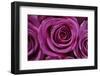 Rose Blossom, Rose-Sweet Ink-Framed Photographic Print