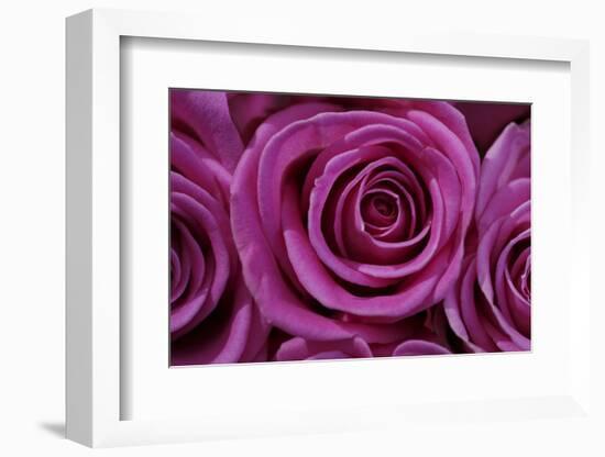 Rose Blossom, Rose-Sweet Ink-Framed Photographic Print