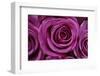 Rose Blossom, Rose-Sweet Ink-Framed Photographic Print