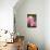 Rose, Blossoms, Bud, Medium Close-Up-Brigitte Protzel-Photographic Print displayed on a wall