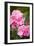 Rose, Blossoms, Bud, Medium Close-Up-Brigitte Protzel-Framed Photographic Print