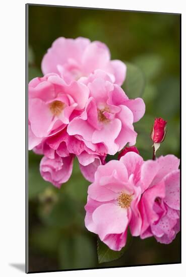 Rose, Blossoms, Bud, Medium Close-Up-Brigitte Protzel-Mounted Photographic Print