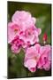 Rose, Blossoms, Bud, Medium Close-Up-Brigitte Protzel-Mounted Photographic Print