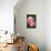 Rose, Blossoms, Bud, Medium Close-Up-Brigitte Protzel-Framed Stretched Canvas displayed on a wall