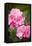 Rose, Blossoms, Bud, Medium Close-Up-Brigitte Protzel-Framed Stretched Canvas