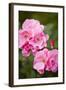 Rose, Blossoms, Bud, Medium Close-Up-Brigitte Protzel-Framed Photographic Print