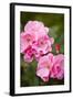 Rose, Blossoms, Bud, Medium Close-Up-Brigitte Protzel-Framed Photographic Print