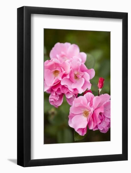 Rose, Blossoms, Bud, Medium Close-Up-Brigitte Protzel-Framed Photographic Print