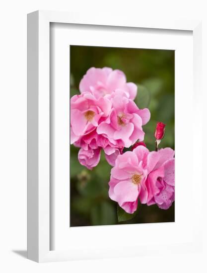 Rose, Blossoms, Bud, Medium Close-Up-Brigitte Protzel-Framed Photographic Print