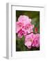 Rose, Blossoms, Bud, Medium Close-Up-Brigitte Protzel-Framed Photographic Print