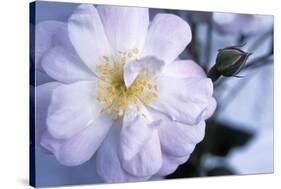 Rose 'Blush Noisette'-Maxine Adcock-Stretched Canvas