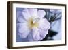 Rose 'Blush Noisette'-Maxine Adcock-Framed Photographic Print