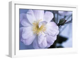 Rose 'Blush Noisette'-Maxine Adcock-Framed Photographic Print