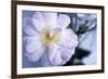 Rose 'Blush Noisette'-Maxine Adcock-Framed Photographic Print