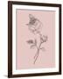 Rose Blush Pink Flower-Jasmine Woods-Framed Art Print