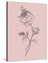 Rose Blush Pink Flower-Jasmine Woods-Stretched Canvas