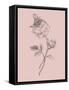 Rose Blush Pink Flower-Jasmine Woods-Framed Stretched Canvas