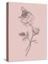 Rose Blush Pink Flower-Jasmine Woods-Stretched Canvas