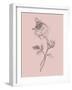 Rose Blush Pink Flower-Jasmine Woods-Framed Art Print