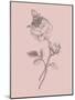 Rose Blush Pink Flower-Jasmine Woods-Mounted Art Print