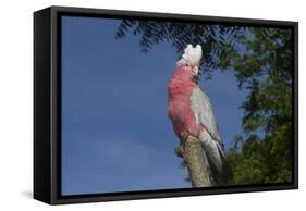 Rose-Breasted Cockatoo (Eolophus Roseicapilla). Captive-Lynn M^ Stone-Framed Stretched Canvas