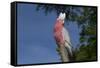 Rose-Breasted Cockatoo (Eolophus Roseicapilla). Captive-Lynn M^ Stone-Framed Stretched Canvas