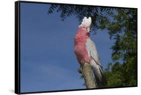 Rose-Breasted Cockatoo (Eolophus Roseicapilla). Captive-Lynn M^ Stone-Framed Stretched Canvas