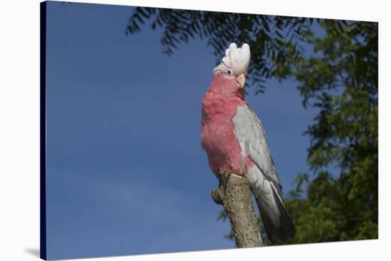 Rose-Breasted Cockatoo (Eolophus Roseicapilla). Captive-Lynn M^ Stone-Stretched Canvas