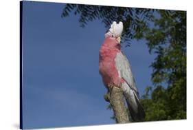 Rose-Breasted Cockatoo (Eolophus Roseicapilla). Captive-Lynn M^ Stone-Stretched Canvas