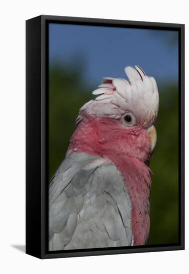 Rose-Breasted Cockatoo (Eolophus Roseicapilla). Captive-Lynn M^ Stone-Framed Stretched Canvas