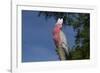 Rose-Breasted Cockatoo (Eolophus Roseicapilla). Captive-Lynn M^ Stone-Framed Photographic Print