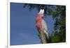 Rose-Breasted Cockatoo (Eolophus Roseicapilla). Captive-Lynn M^ Stone-Framed Photographic Print