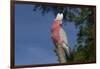 Rose-Breasted Cockatoo (Eolophus Roseicapilla). Captive-Lynn M^ Stone-Framed Photographic Print