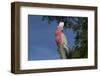 Rose-Breasted Cockatoo (Eolophus Roseicapilla). Captive-Lynn M^ Stone-Framed Photographic Print